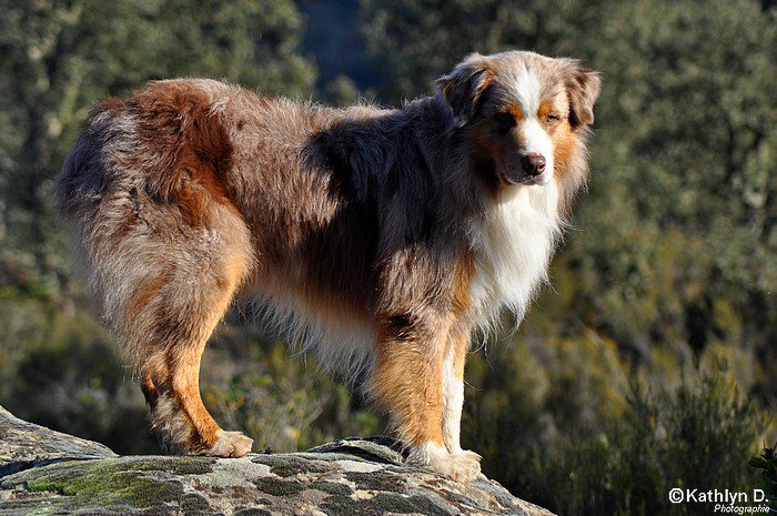 Valium red capsule de la rajoline