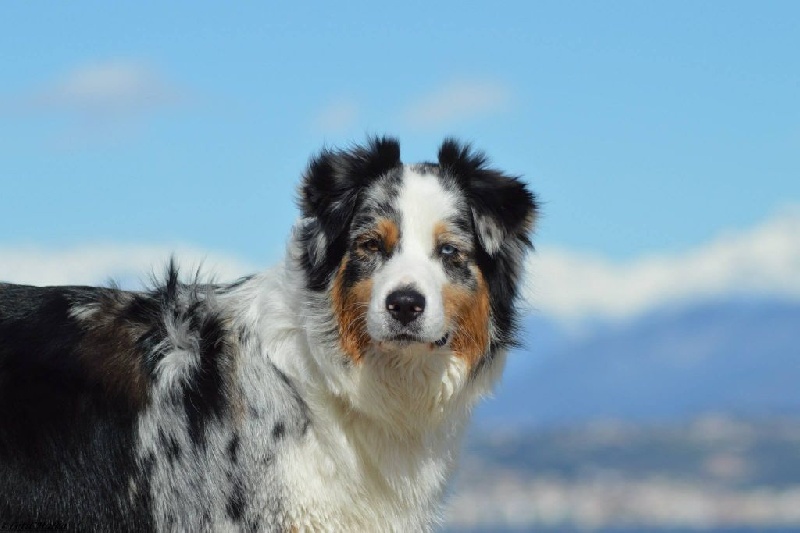 Gaïla (Sans Affixe)