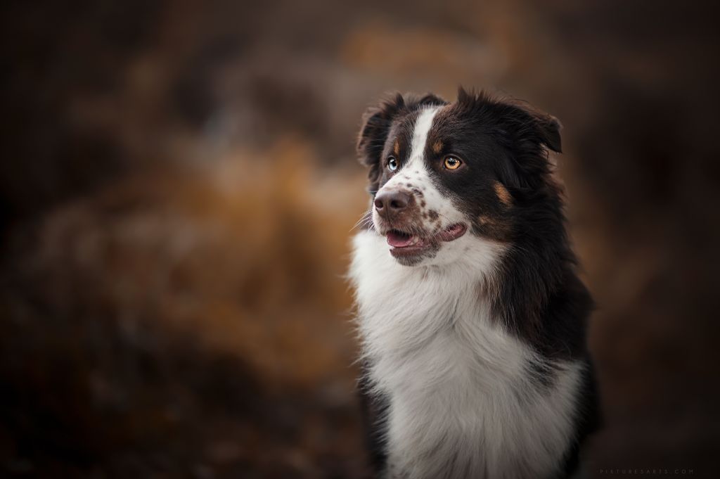Pocket book de L' Australia's Tribu