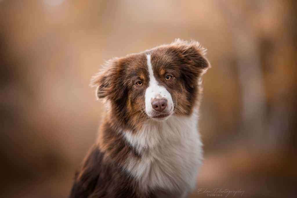 Peppa-pig du pic d'Espade