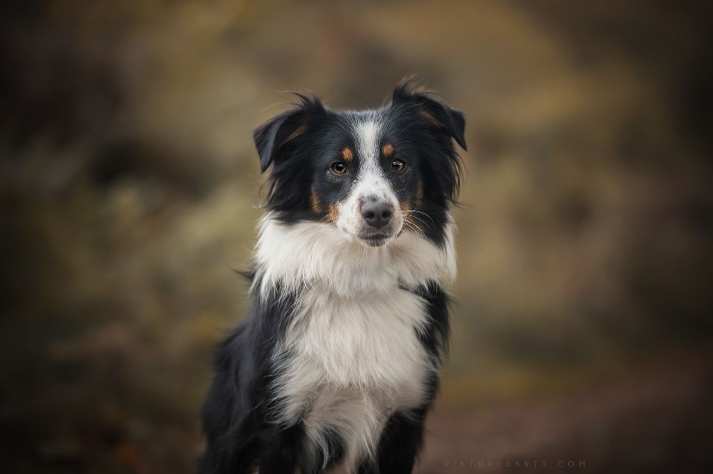 Only you dit onyx de L' Australia's Tribu