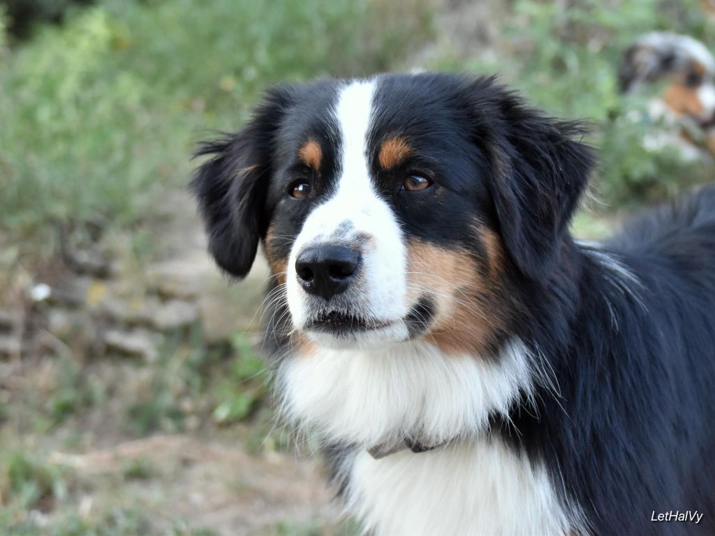 Smart for two dit story de L' Australia's Tribu