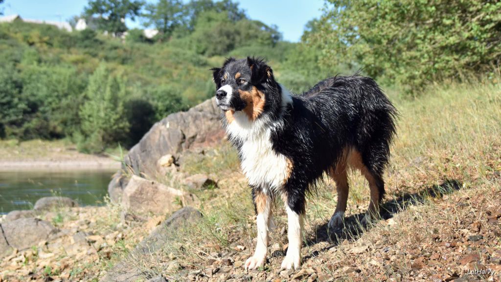 Sundae new hope legend Trésors de Kallisté