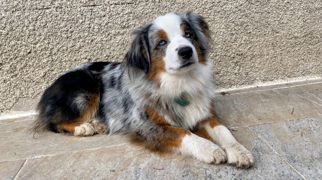 Skyline blue dit sky de L' Australia's Tribu