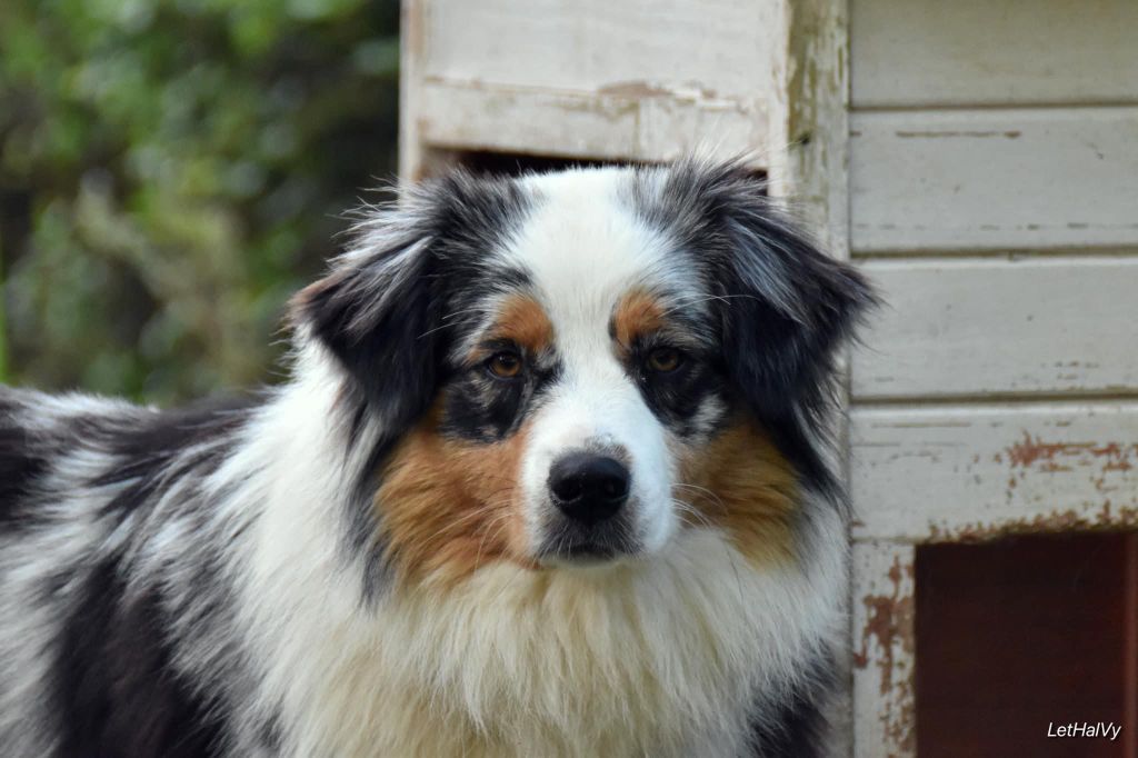 Trixie toys de L' Australia's Tribu