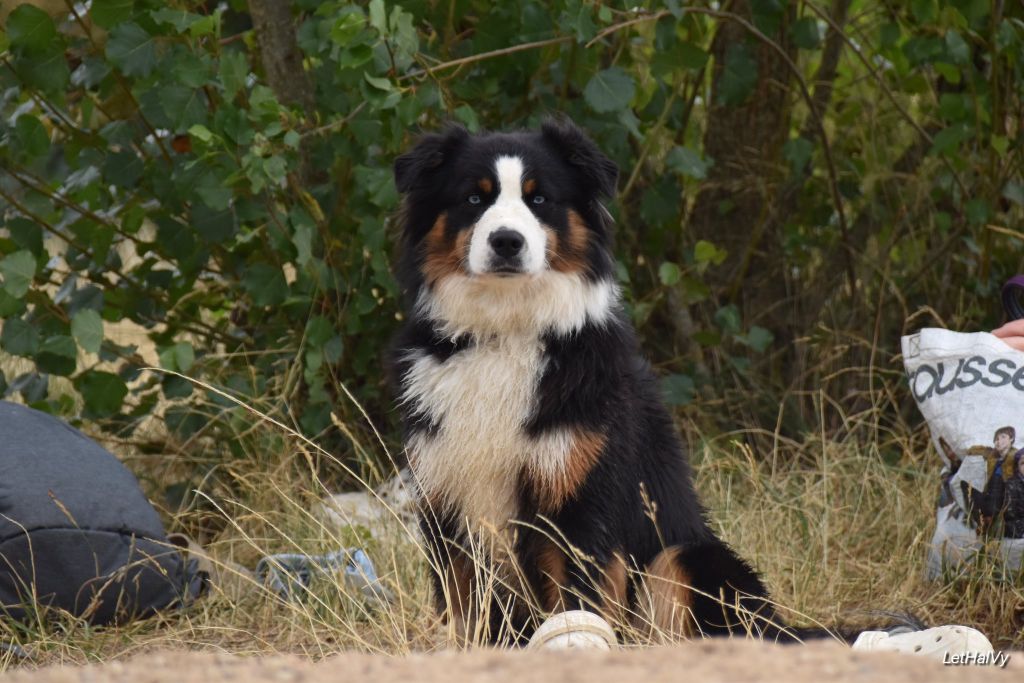 Ullyssia du Domaine de Milk