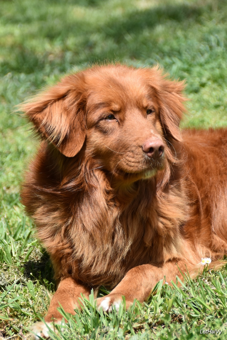 Duckinson Red fox