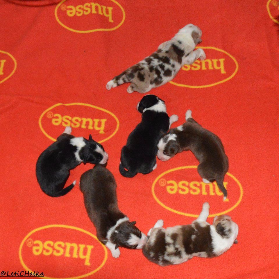 Les P'tits Loups 2017