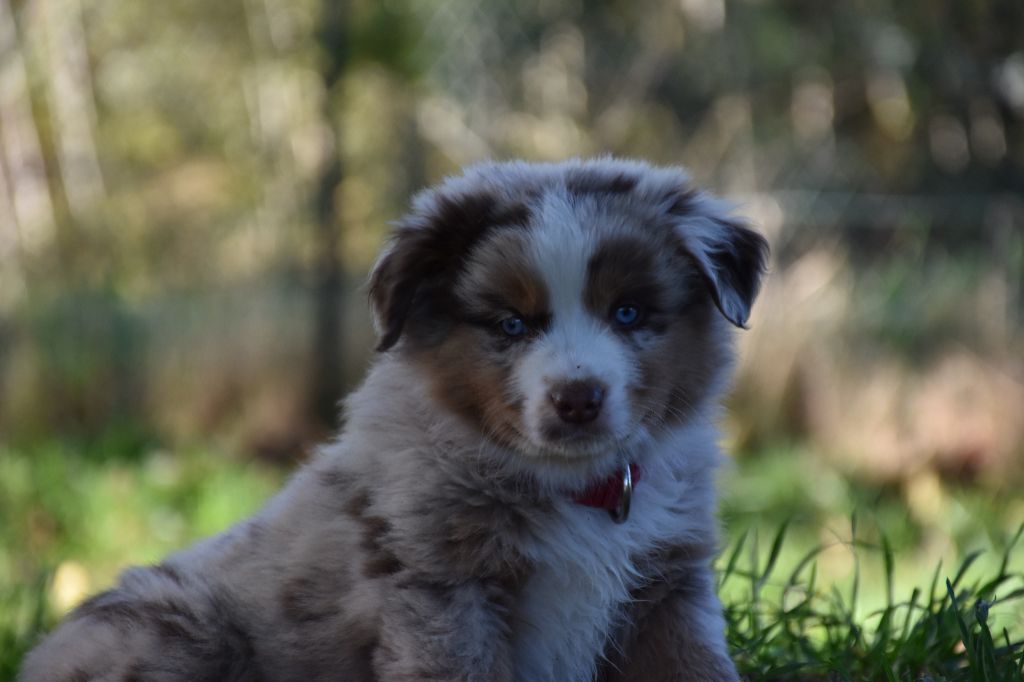 O Coeur Des Lacs - Berger Américain Miniature  - Portée née le 17/09/2023