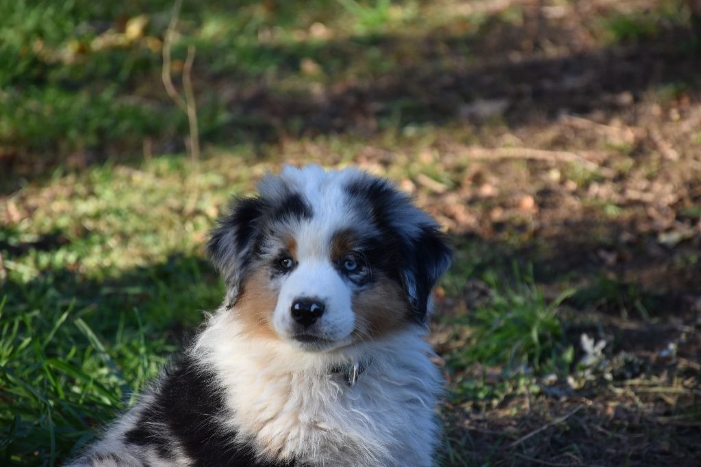 O Coeur Des Lacs - Berger Américain Miniature  - Portée née le 01/09/2023