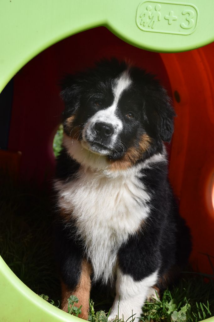 O Coeur Des Lacs - Berger Américain Miniature  - Portée née le 19/11/2024