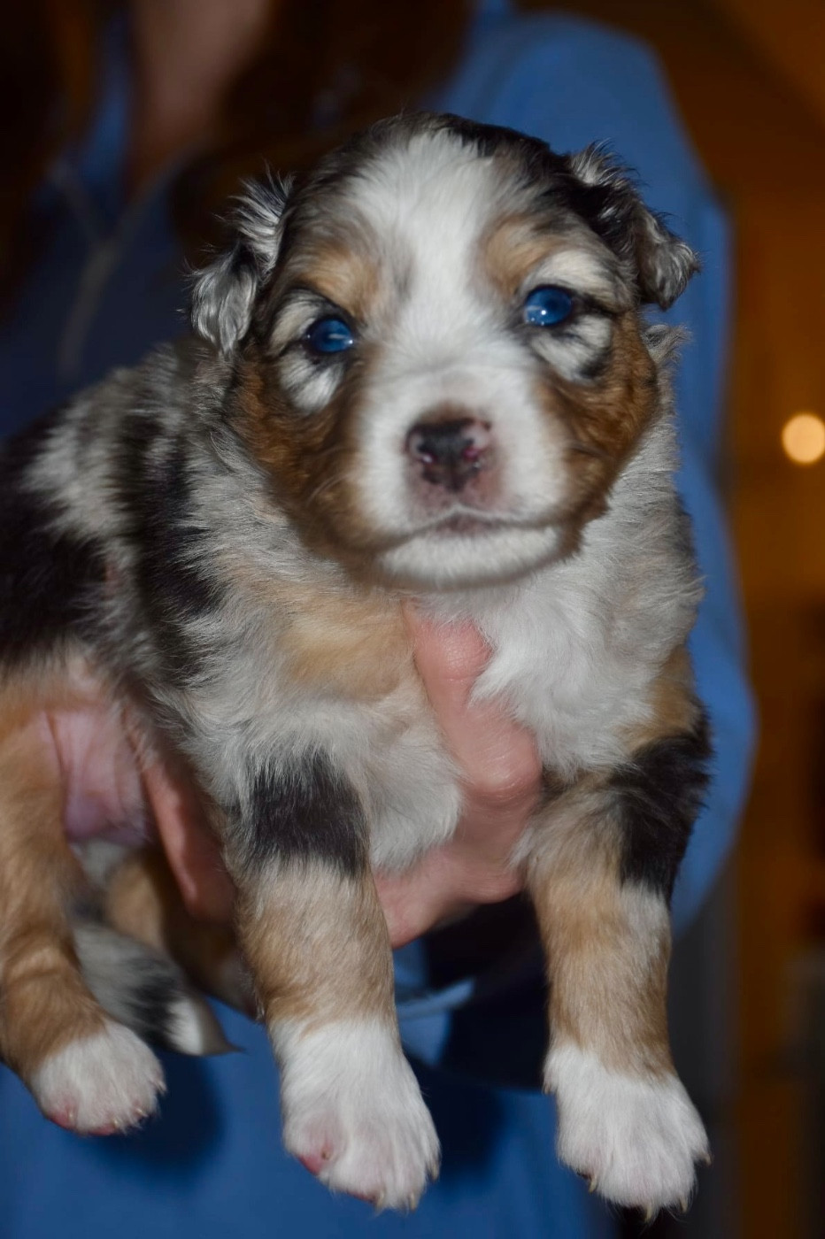 O Coeur Des Lacs - Chiots disponibles - Berger Américain Miniature 