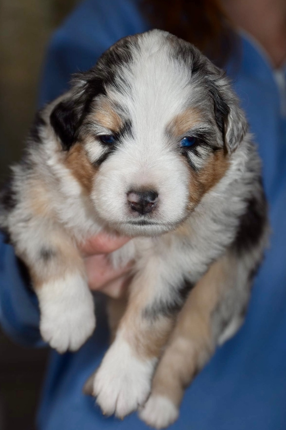 O Coeur Des Lacs - Chiots disponibles - Berger Américain Miniature 