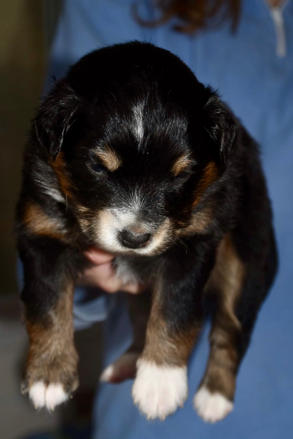 O Coeur Des Lacs - Chiots disponibles - Berger Américain Miniature 