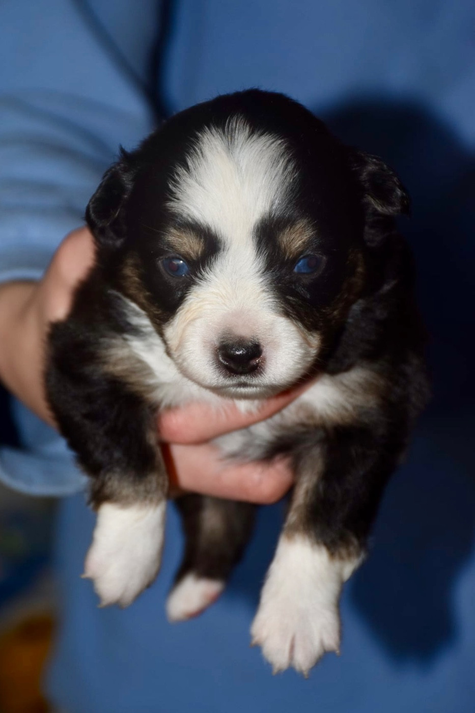 O Coeur Des Lacs - Chiots disponibles - Berger Américain Miniature 