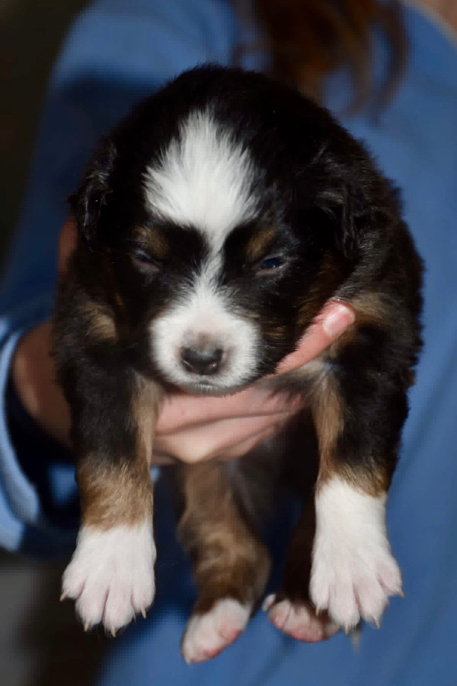 O Coeur Des Lacs - Chiots disponibles - Berger Américain Miniature 