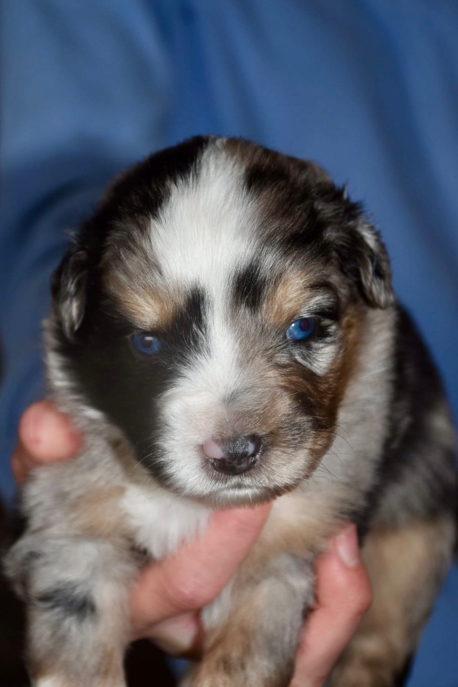 O Coeur Des Lacs - Chiots disponibles - Berger Américain Miniature 