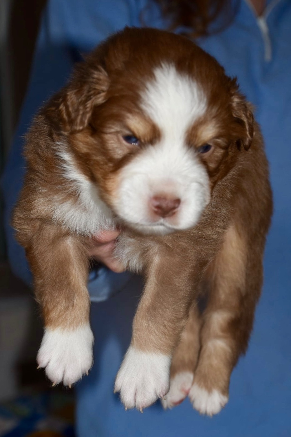 O Coeur Des Lacs - Chiots disponibles - Berger Américain Miniature 