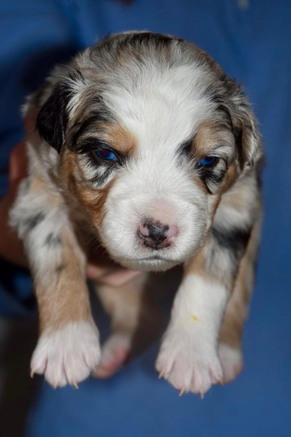 O Coeur Des Lacs - Chiots disponibles - Berger Américain Miniature 