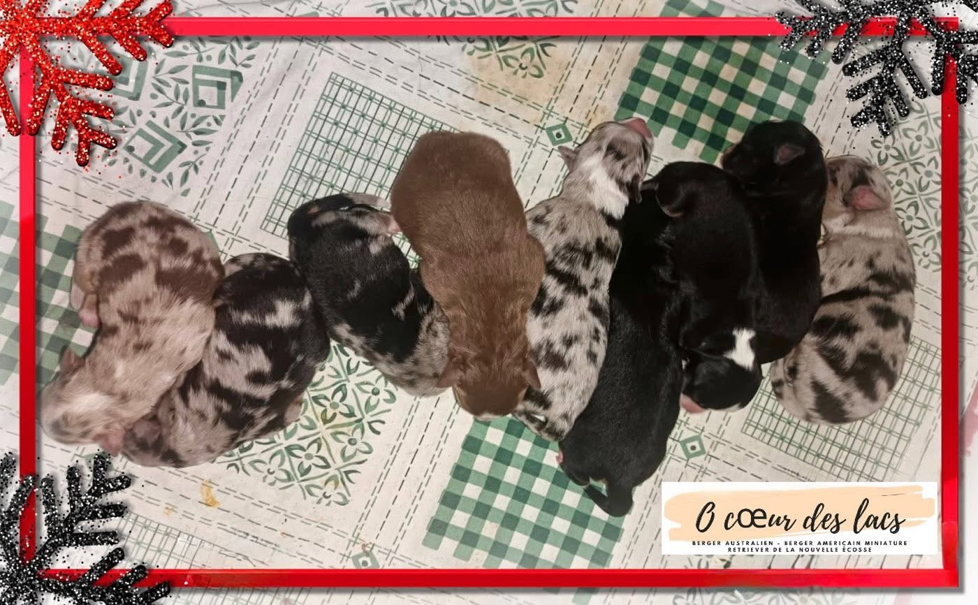 Chiot Berger Américain Miniature  O Coeur Des Lacs