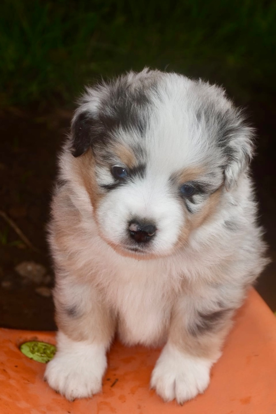 O Coeur Des Lacs - Chiots disponibles - Berger Américain Miniature 