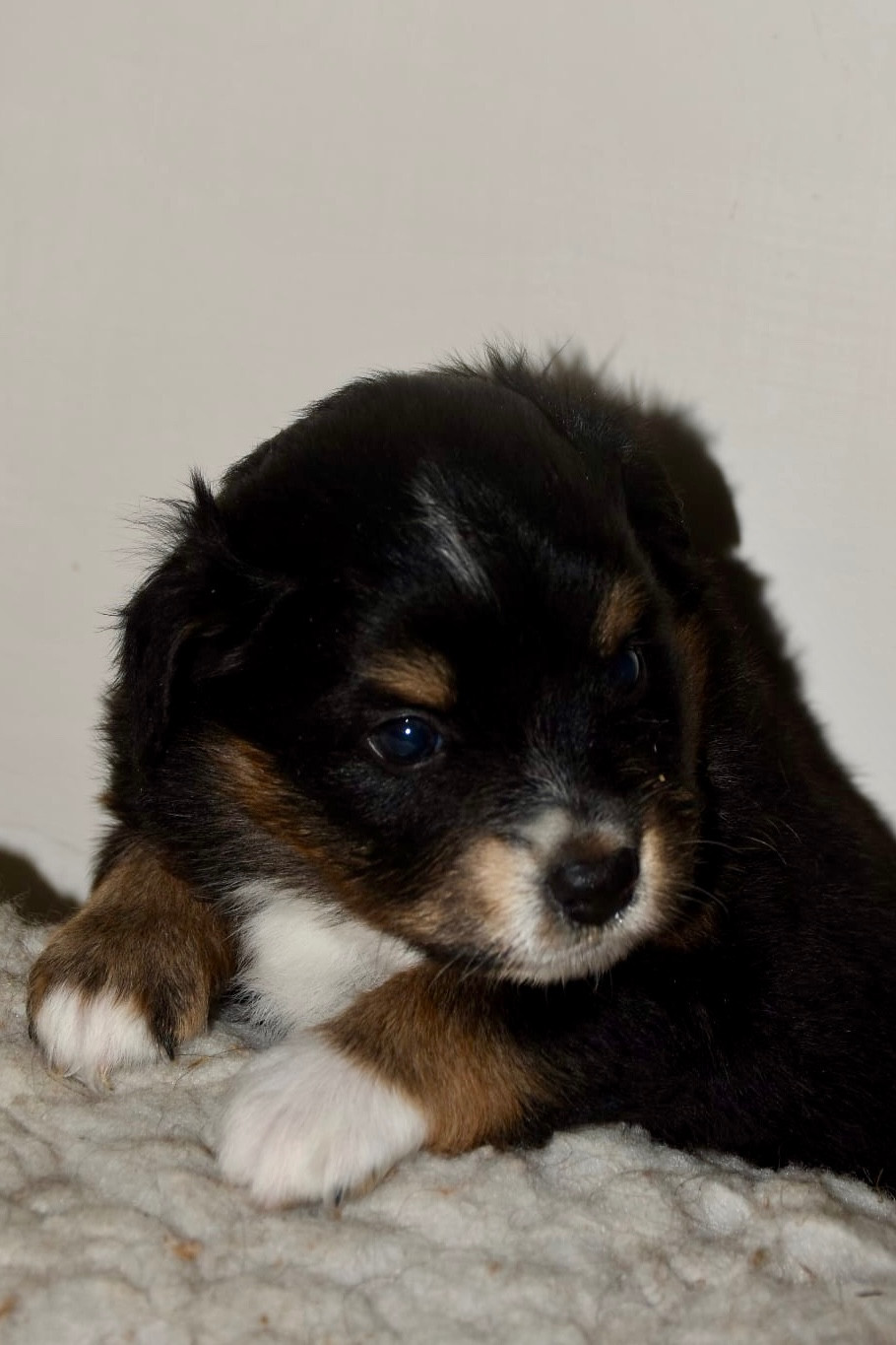 O Coeur Des Lacs - Chiots disponibles - Berger Américain Miniature 