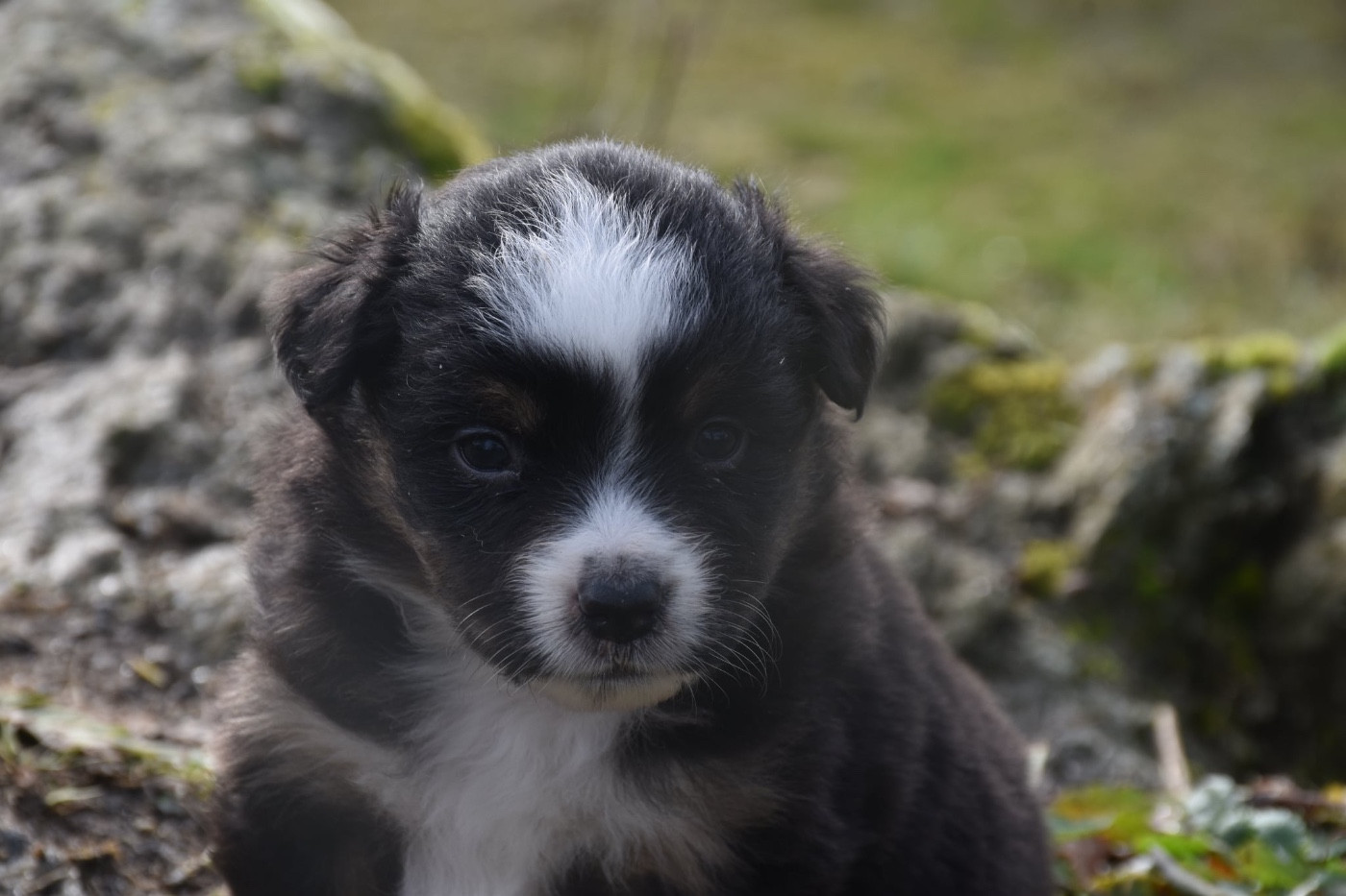 O Coeur Des Lacs - Chiots disponibles - Berger Américain Miniature 