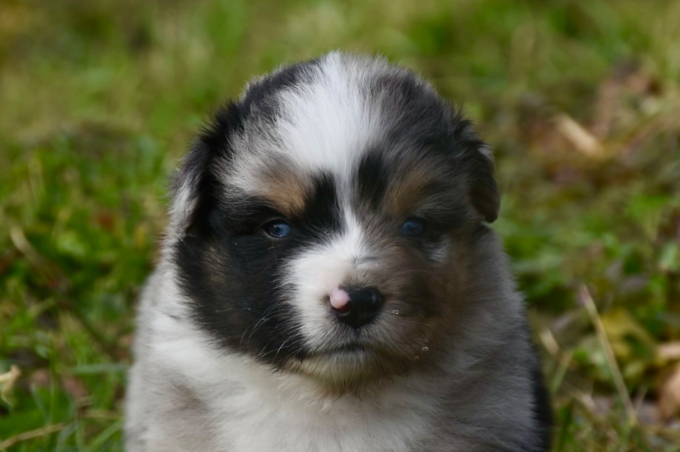 O Coeur Des Lacs - Chiots disponibles - Berger Américain Miniature 