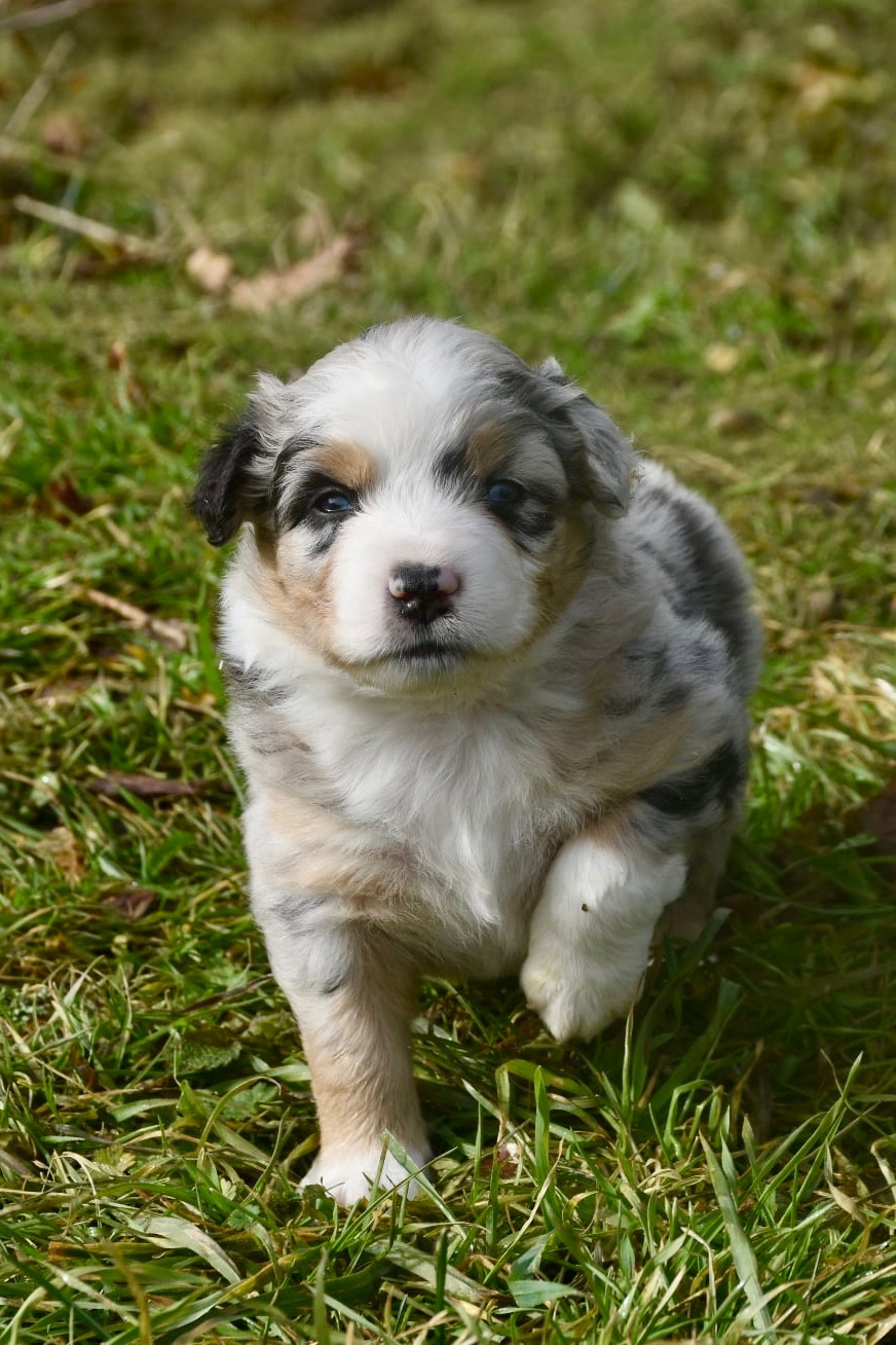 O Coeur Des Lacs - Chiots disponibles - Berger Américain Miniature 