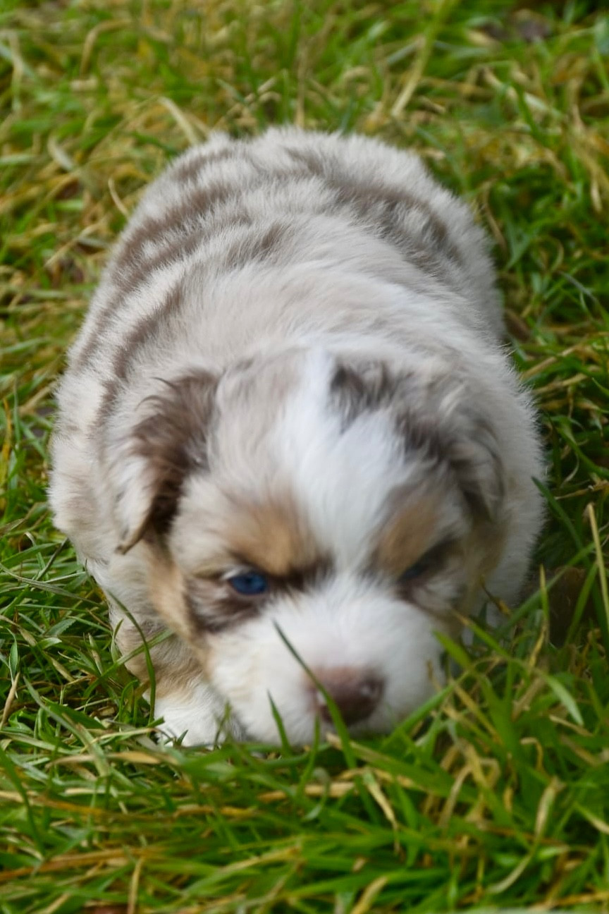 O Coeur Des Lacs - Chiots disponibles - Berger Américain Miniature 