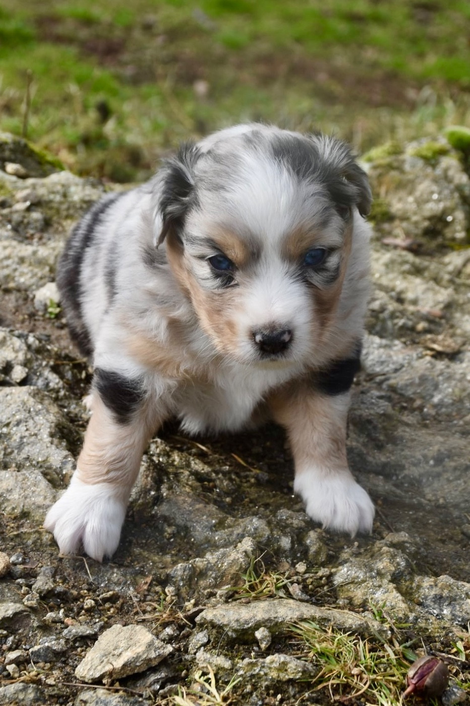 O Coeur Des Lacs - Chiots disponibles - Berger Américain Miniature 