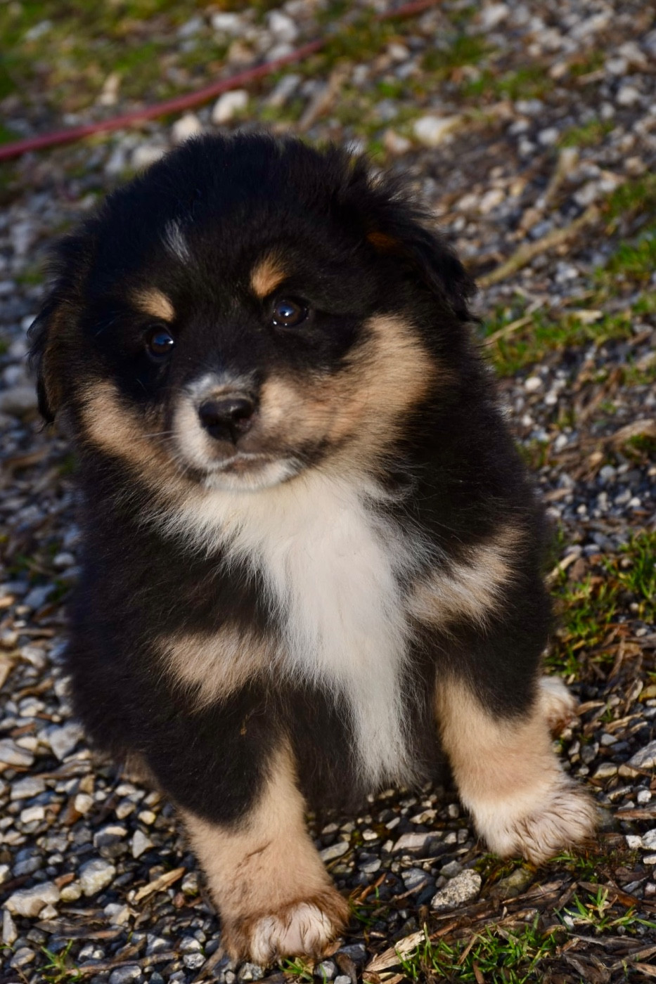 O Coeur Des Lacs - Chiots disponibles - Berger Américain Miniature 