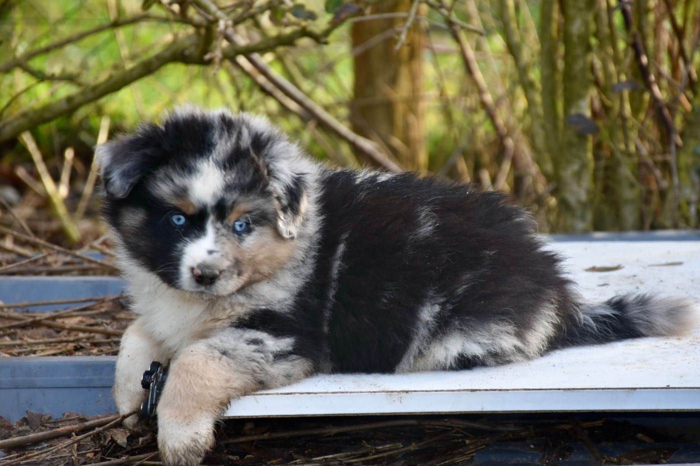 O Coeur Des Lacs - Chiots disponibles - Berger Américain Miniature 
