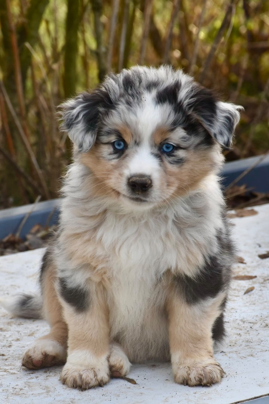 O Coeur Des Lacs - Chiots disponibles - Berger Américain Miniature 