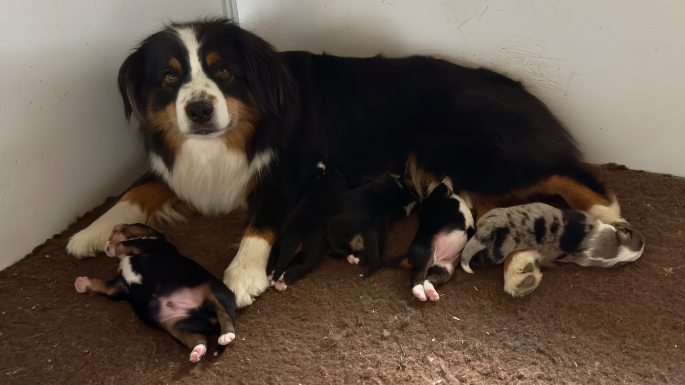 Chiot Berger Américain Miniature  O Coeur Des Lacs