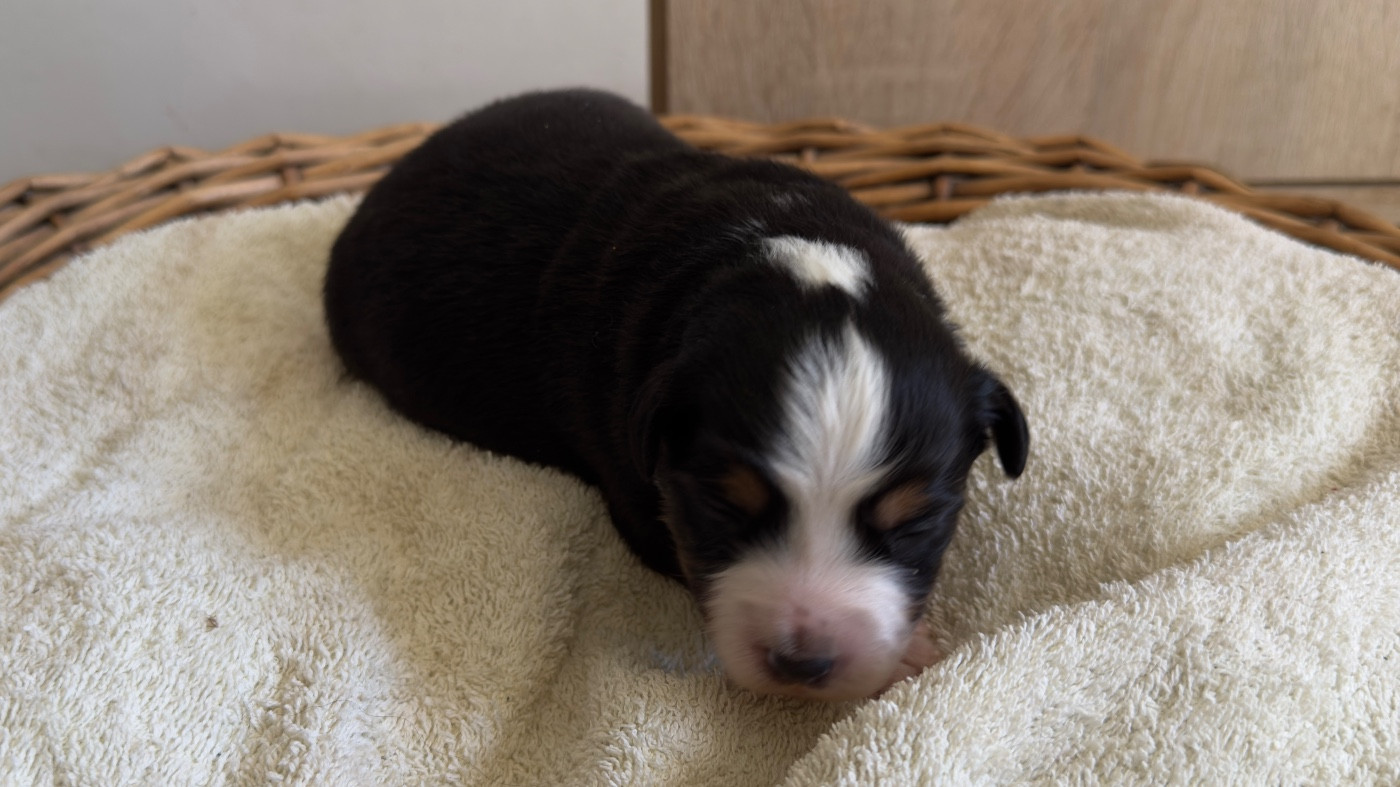 O Coeur Des Lacs - Chiots disponibles - Berger Américain Miniature 