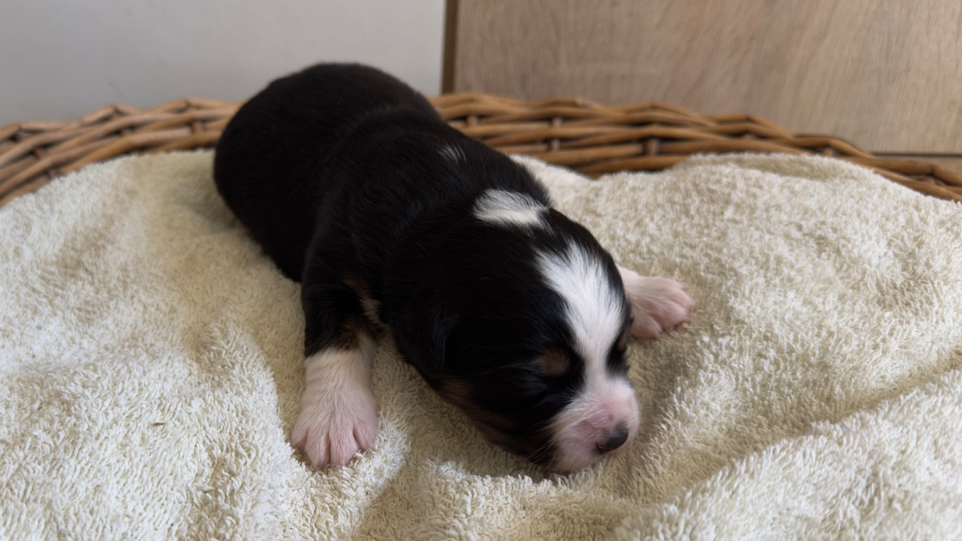 O Coeur Des Lacs - Chiots disponibles - Berger Américain Miniature 