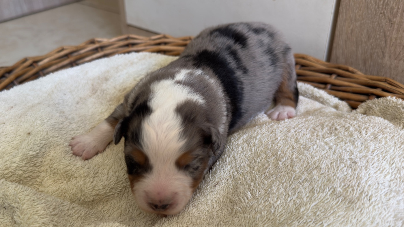 O Coeur Des Lacs - Chiots disponibles - Berger Américain Miniature 