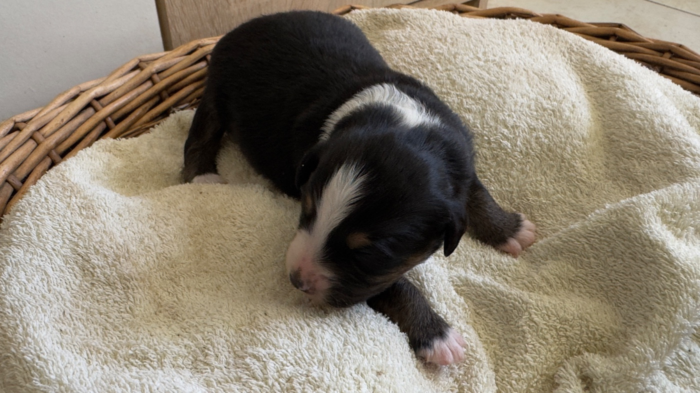 O Coeur Des Lacs - Chiots disponibles - Berger Américain Miniature 