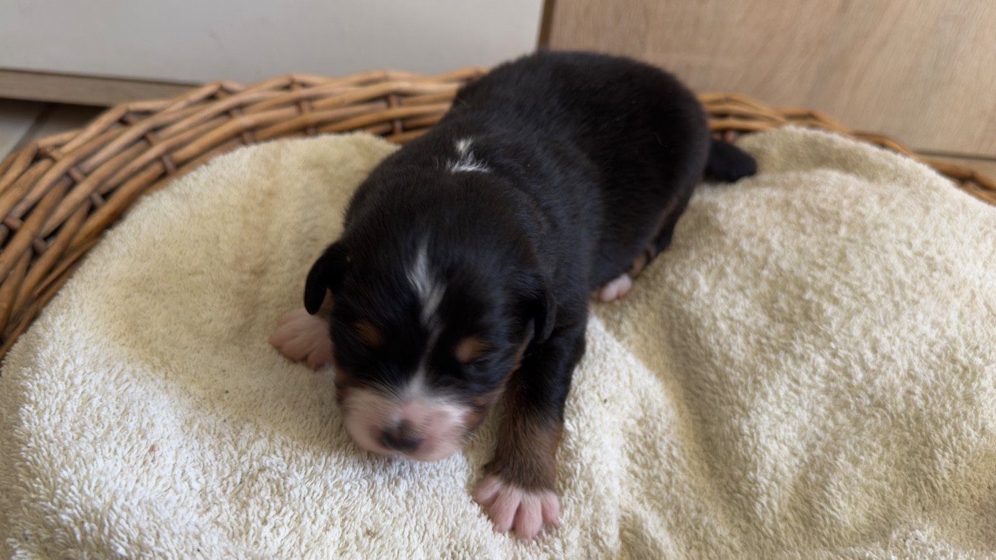 O Coeur Des Lacs - Chiots disponibles - Berger Américain Miniature 