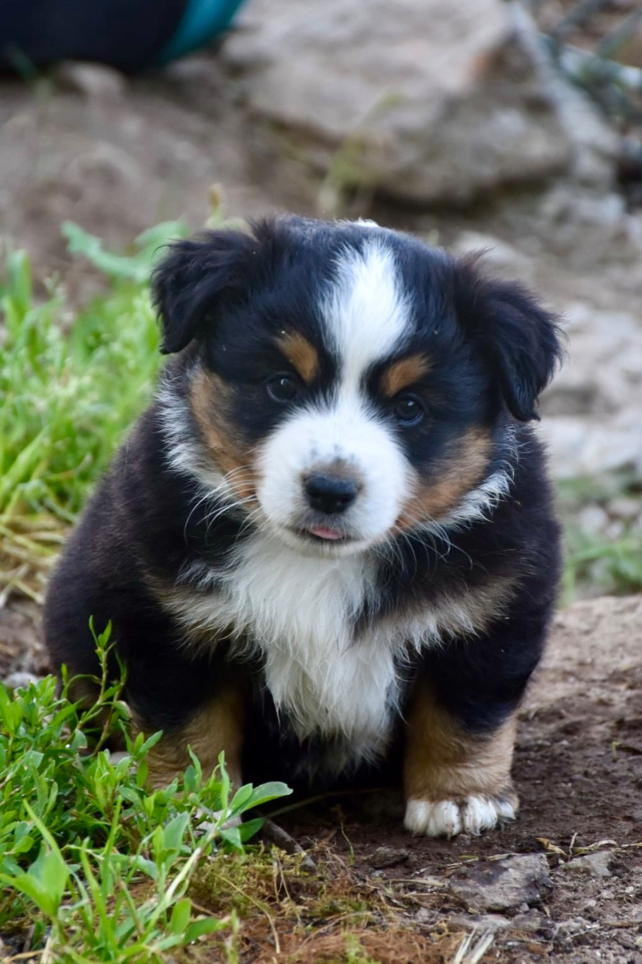 O Coeur Des Lacs - Chiots disponibles - Berger Américain Miniature 