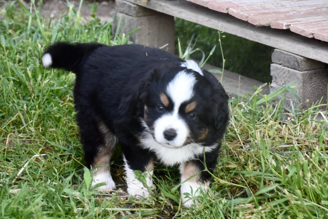 O Coeur Des Lacs - Chiots disponibles - Berger Américain Miniature 