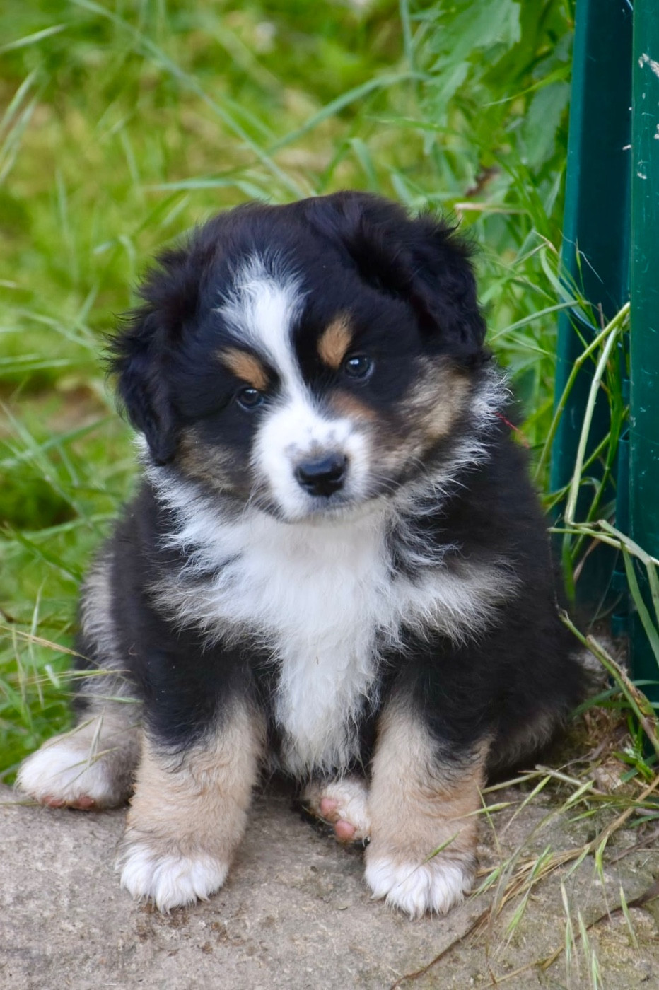 O Coeur Des Lacs - Chiots disponibles - Berger Américain Miniature 