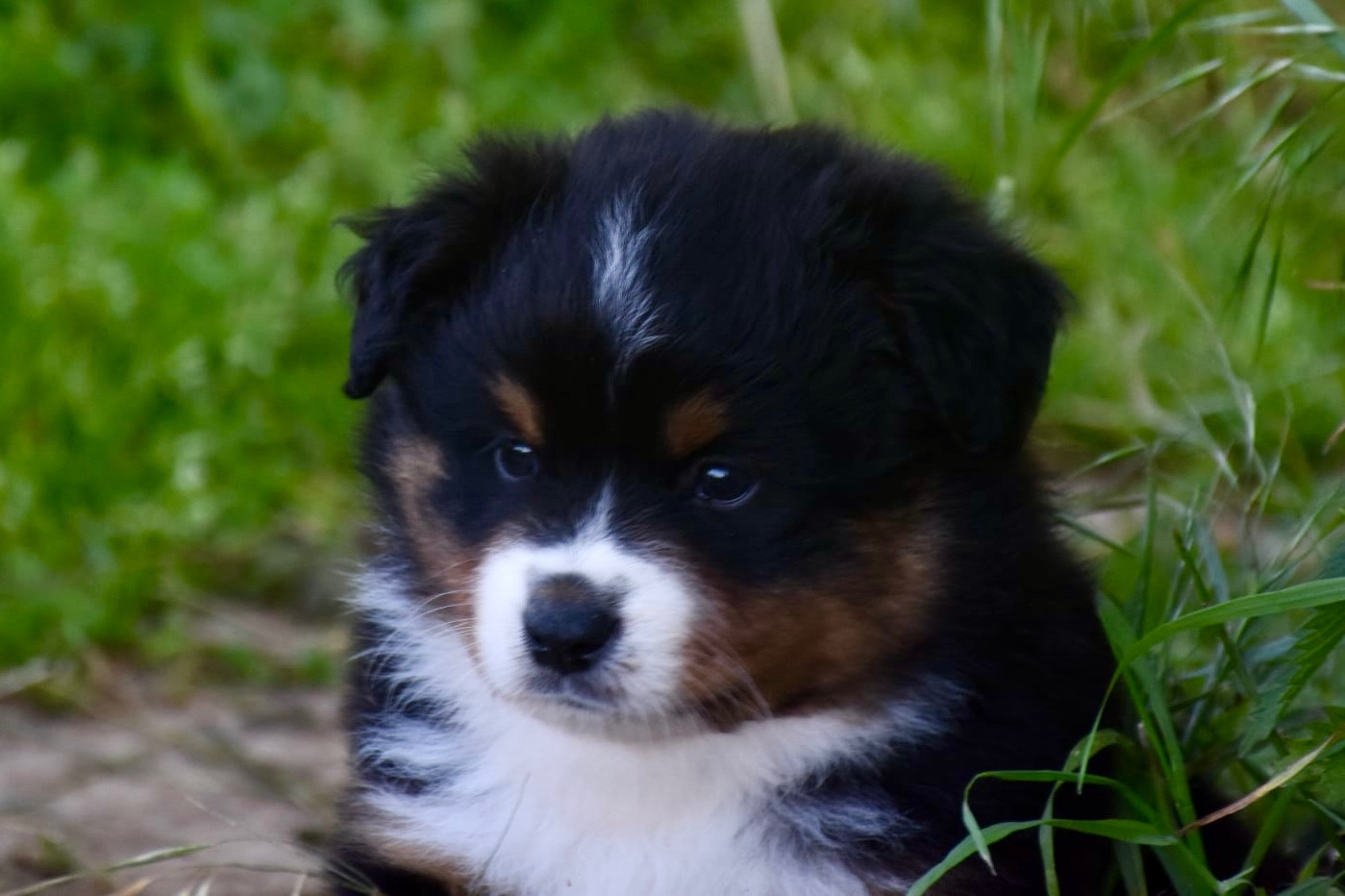 O Coeur Des Lacs - Chiots disponibles - Berger Américain Miniature 