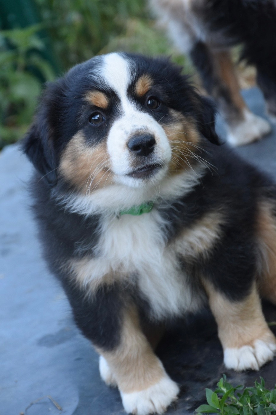 O Coeur Des Lacs - Chiots disponibles - Berger Américain Miniature 