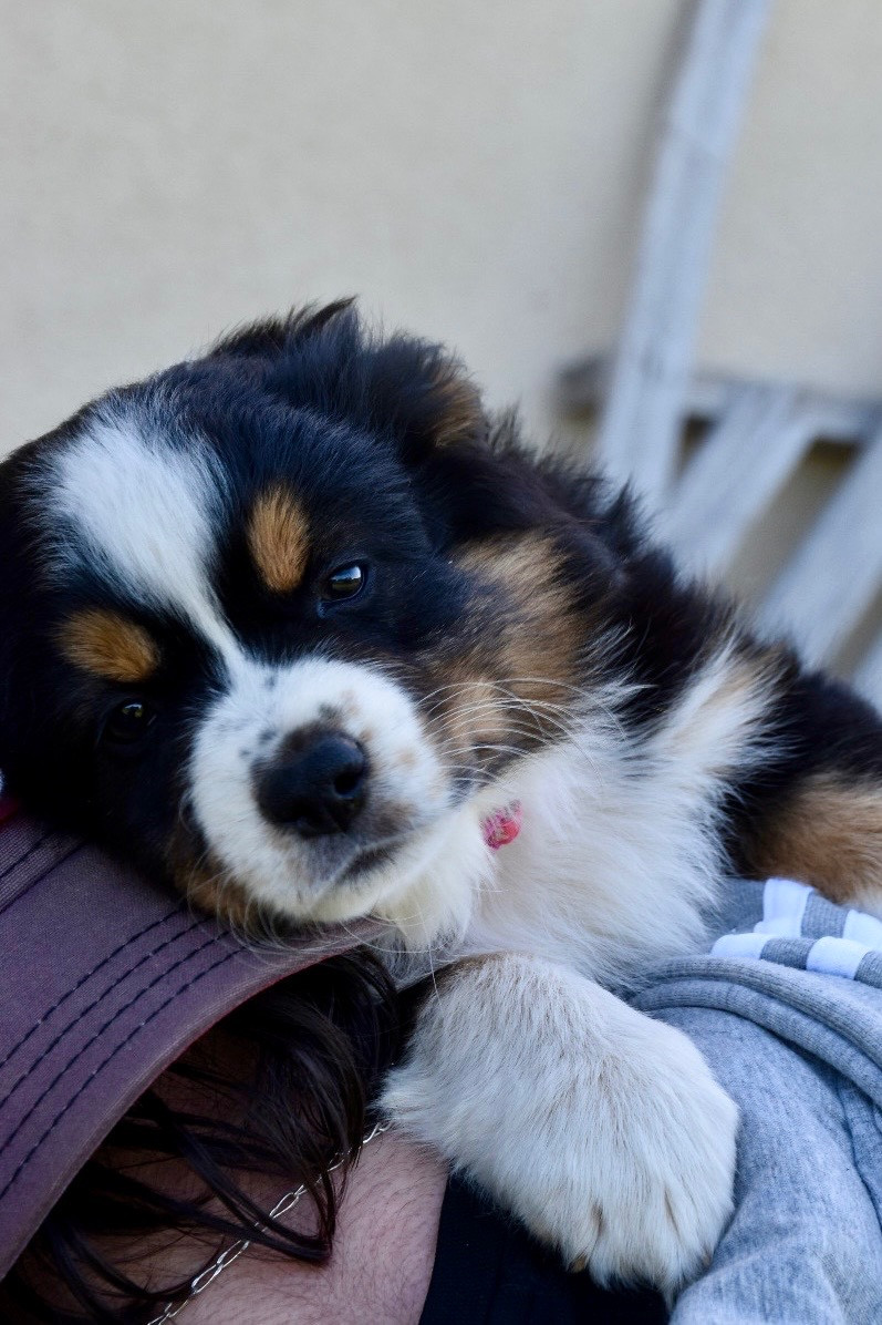 O Coeur Des Lacs - Chiots disponibles - Berger Américain Miniature 