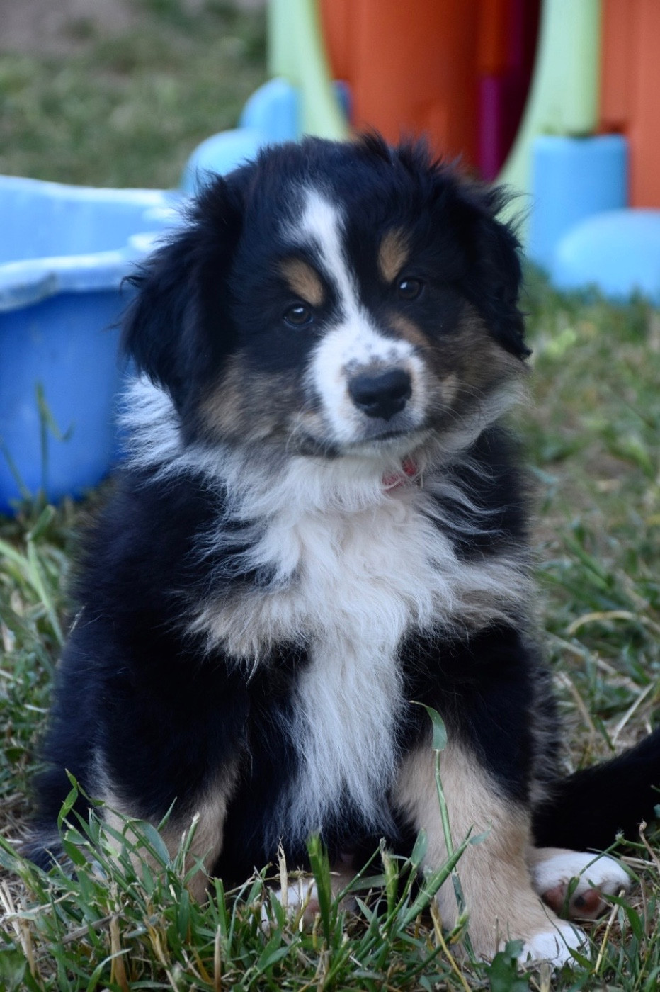 O Coeur Des Lacs - Chiots disponibles - Berger Américain Miniature 