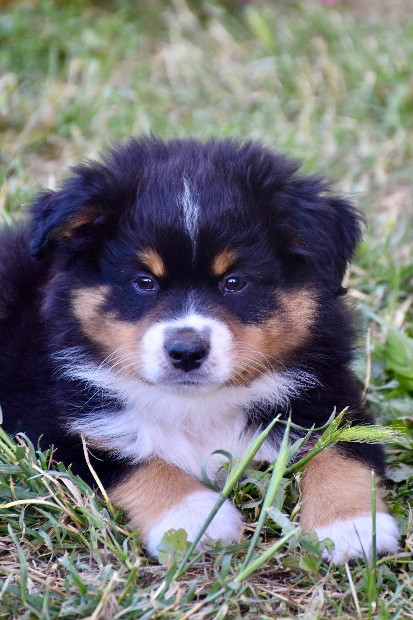 O Coeur Des Lacs - Chiots disponibles - Berger Américain Miniature 