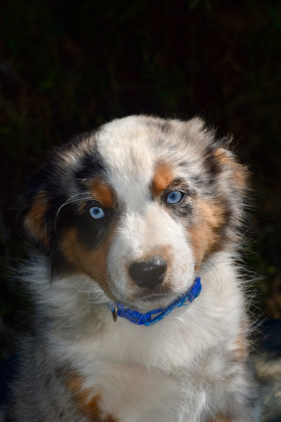 O Coeur Des Lacs - Chiots disponibles - Berger Américain Miniature 