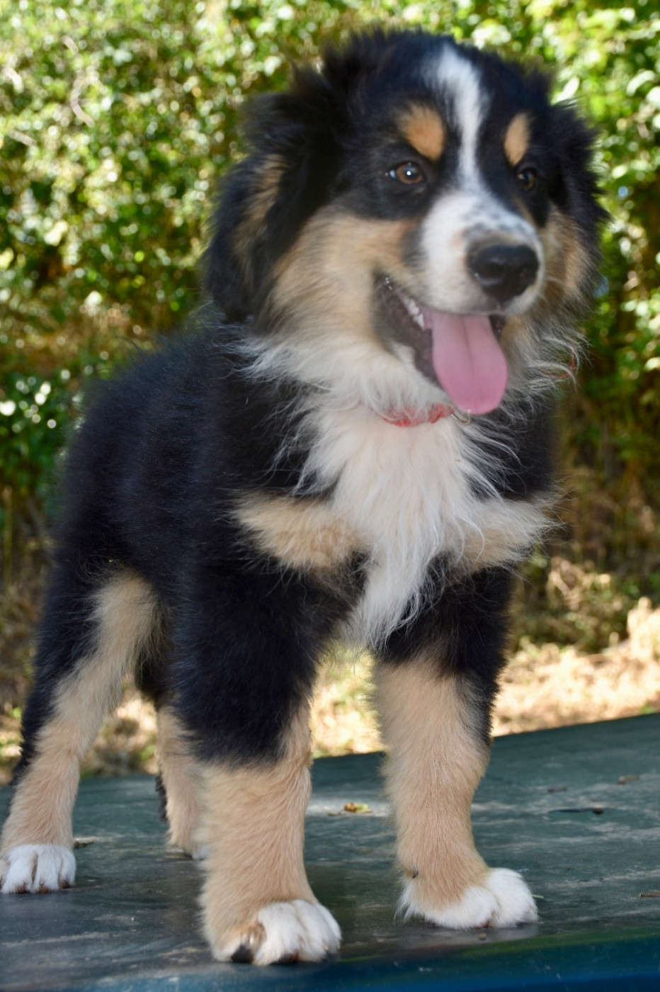 O Coeur Des Lacs - Chiots disponibles - Berger Américain Miniature 